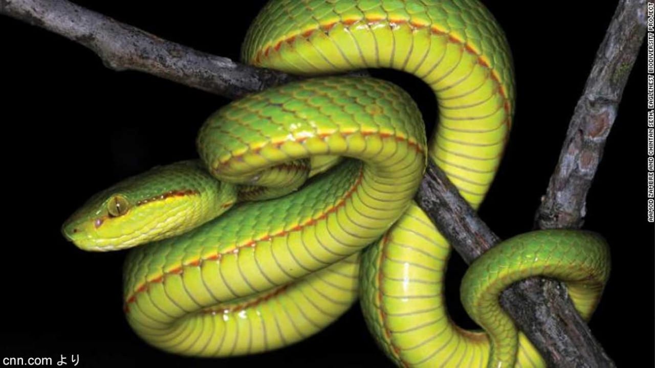 インドで発見された新種のヘビが ハリー ポッター にちなみ スリザリン と名付けられる 写真あり Tvgroove