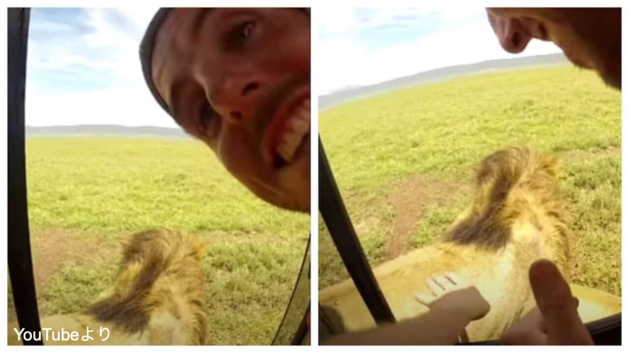 野生のライオンをなでようとした男性にハプニング 衝撃の瞬間を動画がとらえる 危うく頭ごと食べられるところだった 動画あり Tvgroove