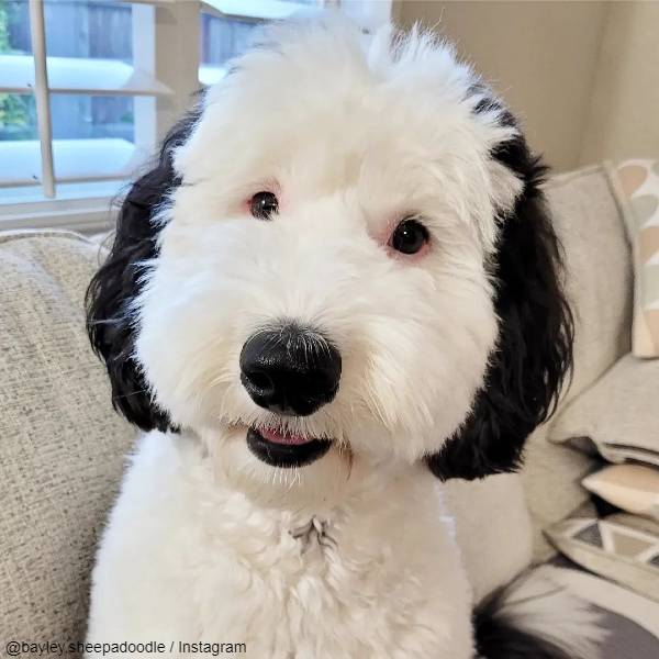 @bayley.sheepadoodle / Instagram